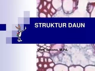 struktur daun