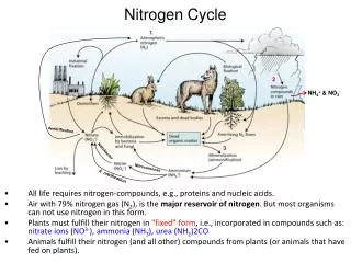 Nitrogen Cycle