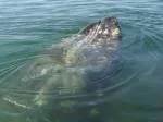 Explore Baja California: A Traveler's Guide - slide 1