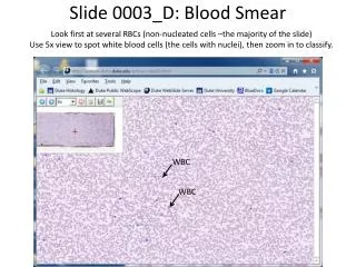 Slide 0003_D: Blood Smear