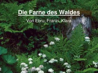 die farne des waldes