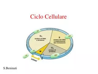 ciclo cellulare