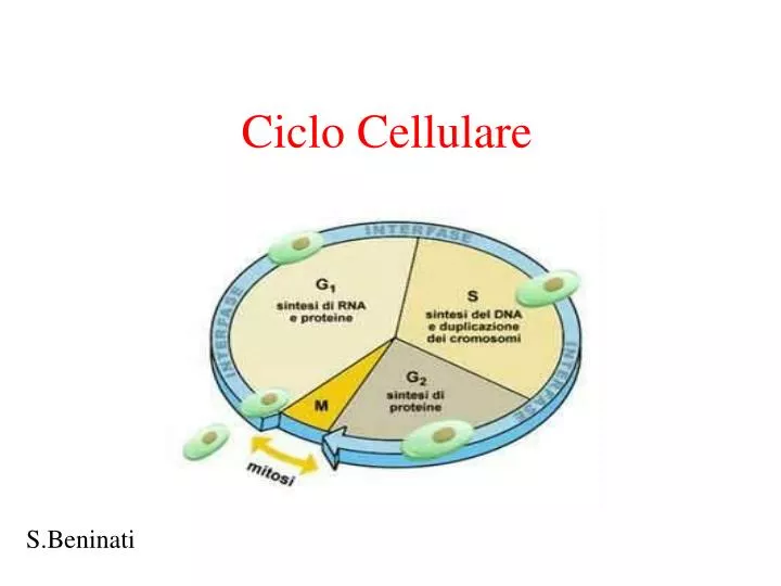 ciclo cellulare