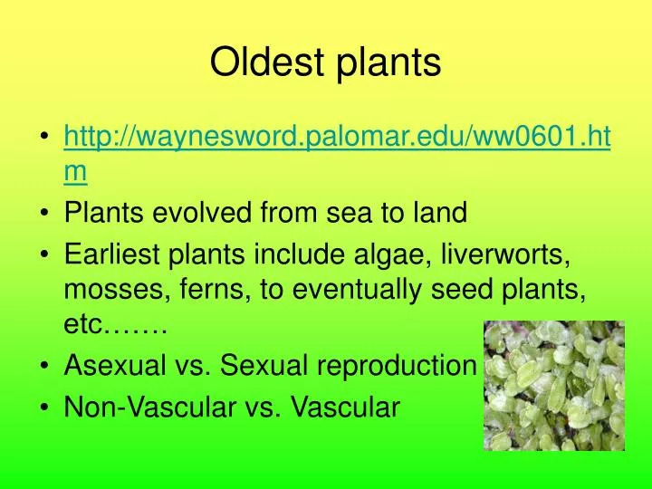 oldest plants