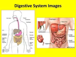 Digestive System Images