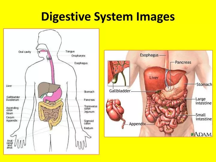 digestive system images