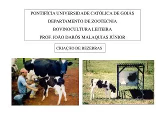 cria o de bezerras