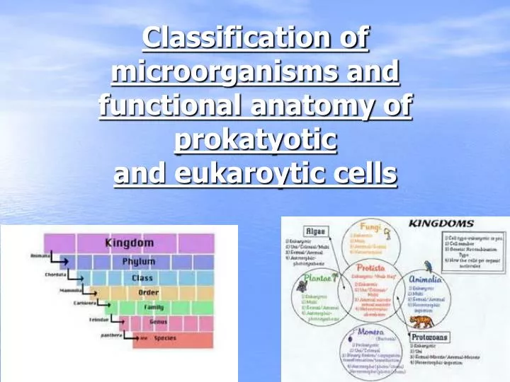 classification of microorganisms and functional anatomy of prokatyotic and eukaroytic cells