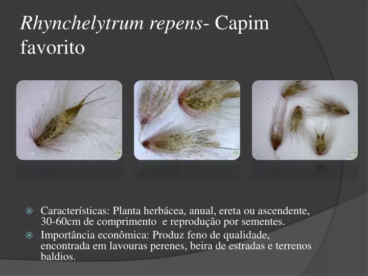 rhynchelytrum repens capim favorito