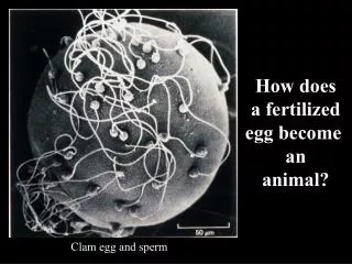 How does a fertilized egg become an animal?