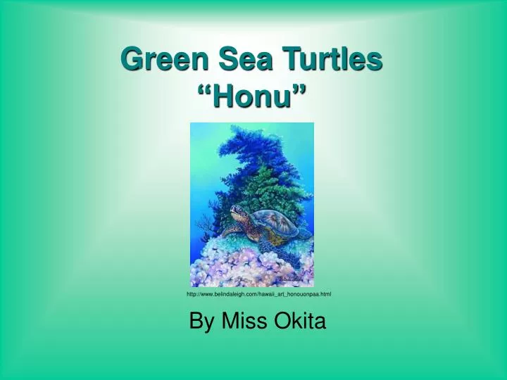 green sea turtles honu