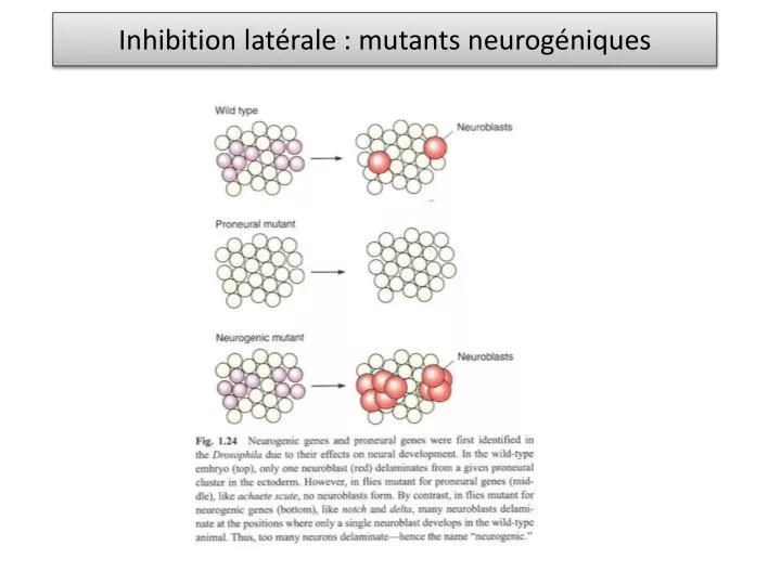 inhibition lat rale mutants neurog niques