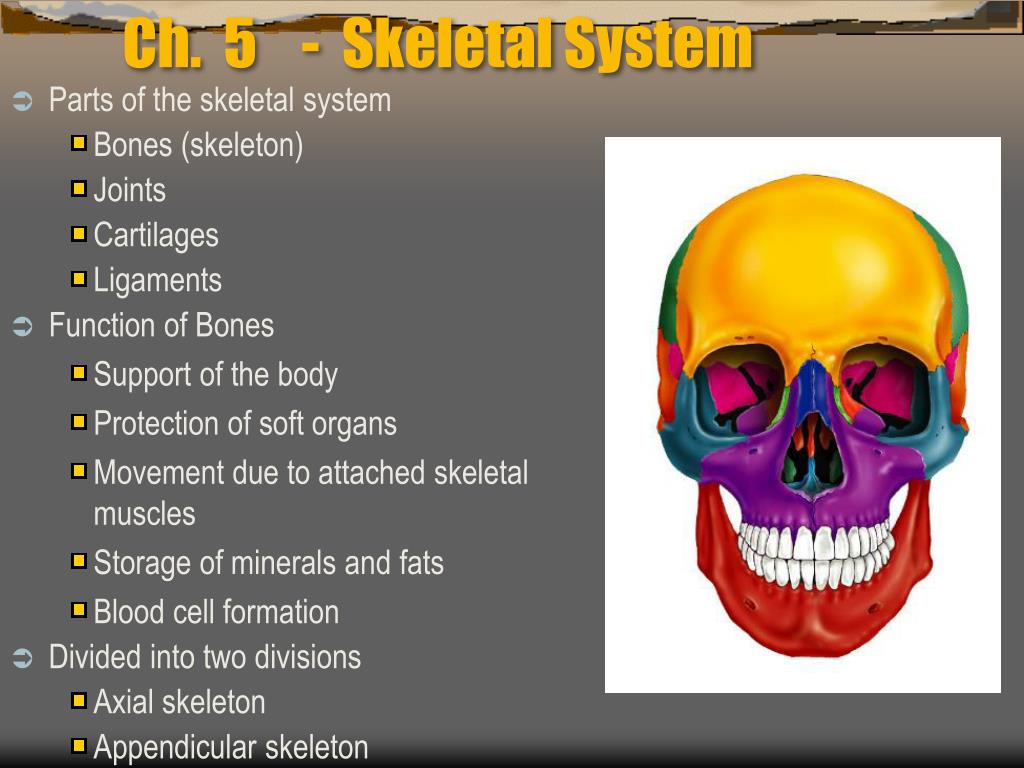 PPT - Ch. 5 - Skeletal System PowerPoint Presentation, free download ...