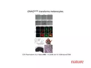 CDV Raamsdonk et al. Nature 000 , 1- 4 (2008) doi:10.1038/nature0758 6