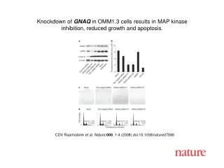 CDV Raamsdonk et al. Nature 000 , 1- 4 (2008) doi:10.1038/nature0758 6