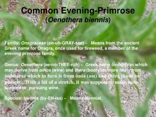 Common Evening-Primrose ( Oenothera biennis )