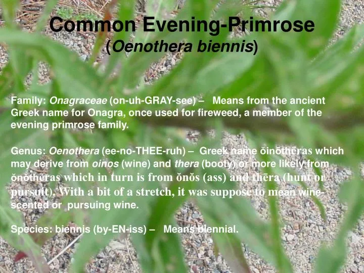 common evening primrose oenothera biennis