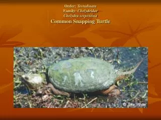 Order: Testudinata Family: Chelydridae Chelydra serpentina Common Snapping Turtle
