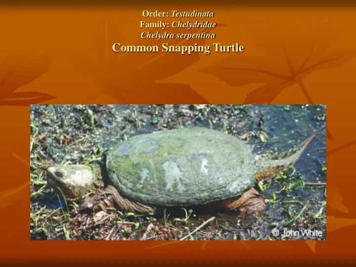 order testudinata family chelydridae chelydra serpentina common snapping turtle