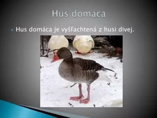 hus dom ca