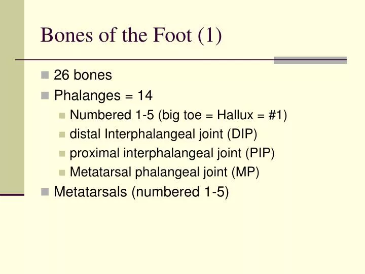 bones of the foot 1