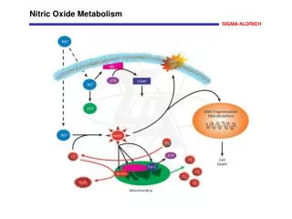 Nitric Oxide Metabolism