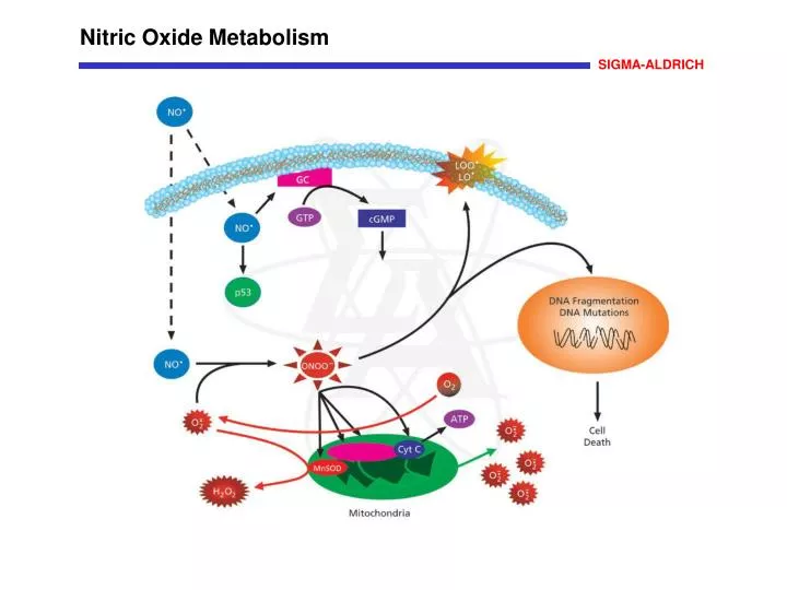 Schematic metabolic pathways of nitric oxide. NO, nitric oxide; ONOO À