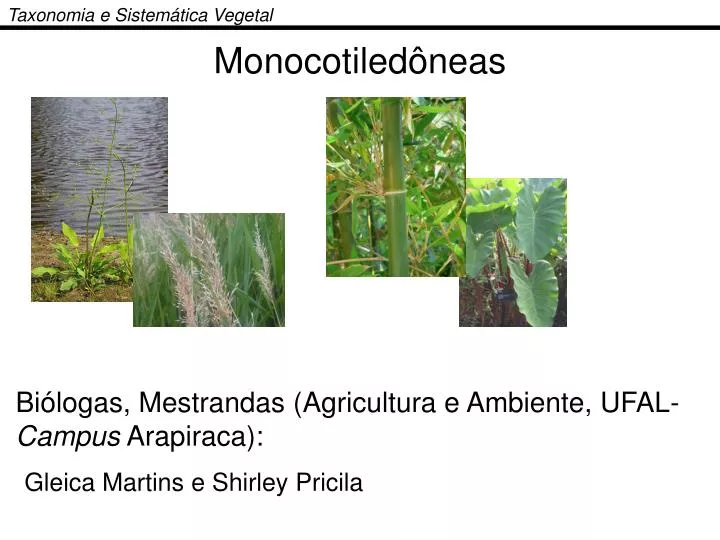monocotiled neas