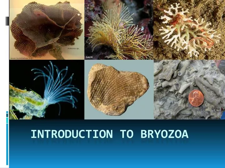 introduction to bryozoa