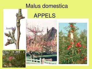 malus domestica