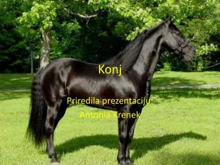 Konj