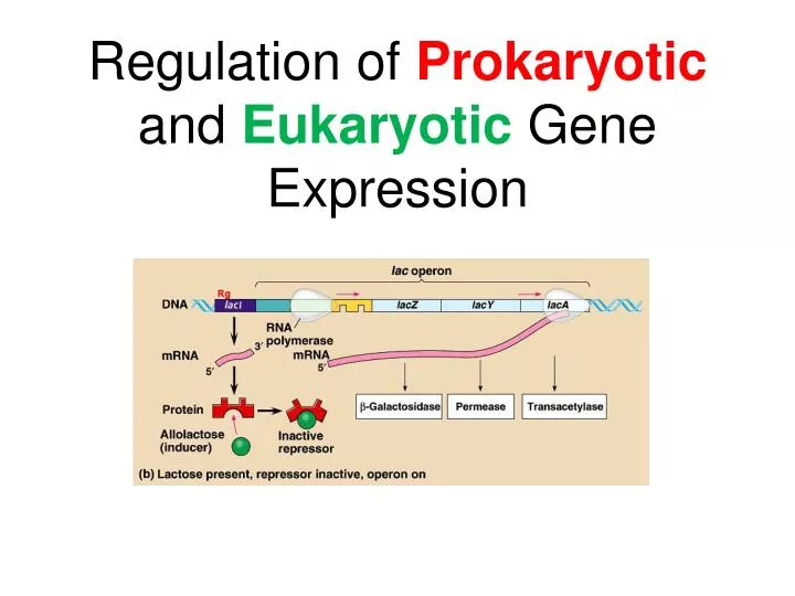 regulation of prokaryotic and eukaryotic gene expression