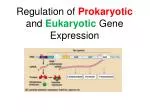 Regulation of Prokaryotic and Eukaryotic Gene Expression