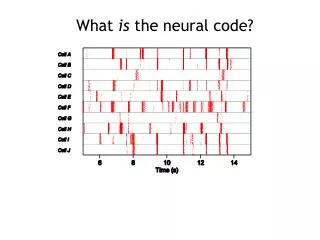 What is the neural code?