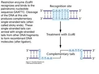 Some common restriction enzymes