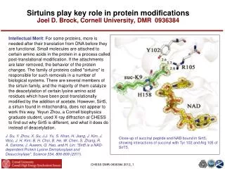 Sirtuins play key role in protein modifications Joel D. Brock, Cornell University, DMR 0936384
