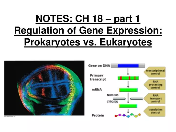 notes ch 18 part 1 regulation of gene expression prokaryotes vs eukaryotes