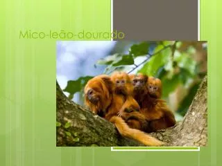 mico le o dourado