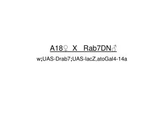 A18 ? X Rab7DN? w ; UAS-Drab7 ; UAS-lacZ,atoGal4-14a