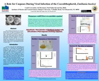 A Role for Caspases During Viral Infection of the Coccolithophorid, Emiliania huxleyi