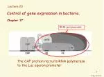 Control of gene expression in bacteria. - slide 1