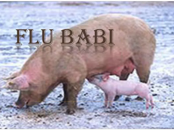 flu babi