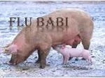 FLU BABI - slide 1