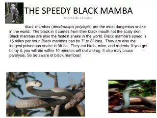 THE SPEEDY BLACK MAMBA