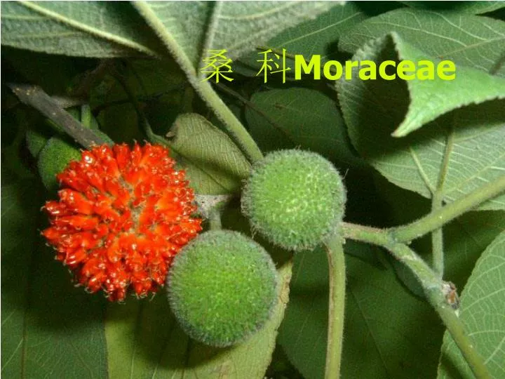 moraceae
