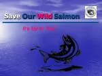 Save Our Wild Salmon - slide 1