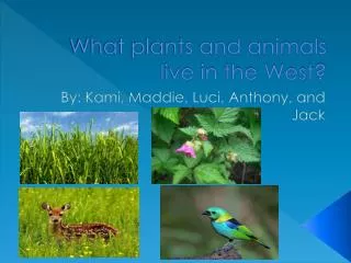 What plants and animals live in the West?