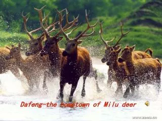 Dafeng-the hometown of Milu deer