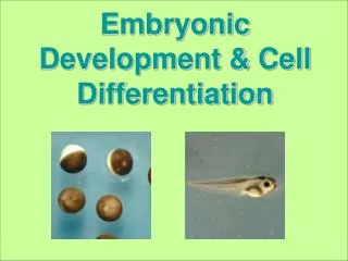 Embryonic Development &amp; Cell Differentiation