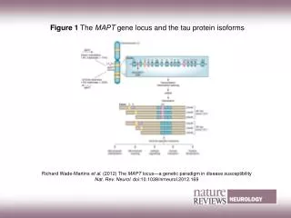 Figure 1 The MAPT gene locus and the tau protein isoforms